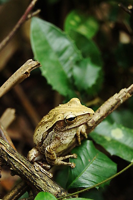 포토 JPG 해외이미지 야생동물 잎 개구리 사람없음 디테일 해외포토 식물 동물 양서류 파일형식 이미지허브