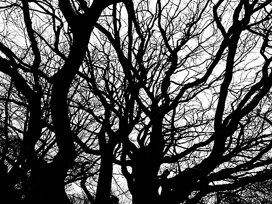 포토 JPG 해외이미지 나무 선 백그라운드 자연 추상 사람없음 검은색 나뭇가지 얽힘 해외포토 식물 컬러 무늬 생태계 파일형식 이미지허브