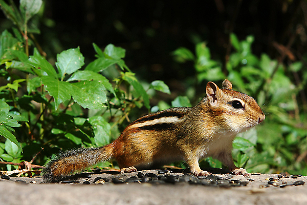 포토 JPG 해외이미지 나무 동물 공원 야생동물 음식 포즈 포유류 발 자연 털 앉기 사람없음 야외 초록색 갈색 검은색 줄무늬 견과류 흰색 황무지 닫기 설치류 작음 모피 먹기 호기심 꼬리 다람쥐 동쪽 내추럴 동물상 땅바닥 수유 해외포토 식물 공공시설 감정 컬러 컨셉 무늬 모션 바닥 신체부위 조형물 크기 방향 생태계 파일형식 이미지허브
