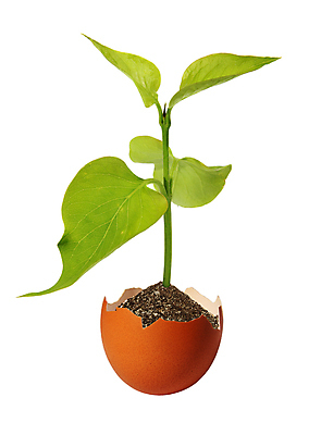 포토 JPG 해외이미지 나무 식물 1 계절 지구 백그라운드 컨셉 잎 농업 자연 새로움 건강 씨앗 사람없음 초록색 새싹 환경 정원 희망 흙 봄 성장 흰색 나뭇가지 시골 신선 보호 작음 시작 유기농 먼지 내추럴 고립 돌봄 땅바닥 모종 생태학 처음 생존 해외포토 웰빙 교육 감정 산업 컬러 모션 바닥 크기 생태계 파일형식 이미지허브