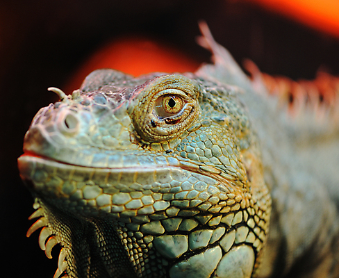 포토 JPG 해외이미지 동물 척추동물 1 야생동물 백그라운드 파충류 자연 추상 동물원 양서류 사람없음 초록색 반려동물 침묵 나뭇가지 용 호주 보호 큼 척추 눈금 꼬리 도마뱀 이구아나 스파이크 거인 노려봄 멀티 특별함 효과 해외포토 나무 컬러 컨셉 무늬 뼈 표정 소리 오세아니아 크기 생태계 파일형식 이미지허브