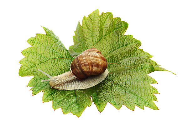 포토 JPG 해외이미지 한마리 잎 실내 사람없음 흰배경 해외포토 식물 1 백그라운드 내부 흰색 파일형식 이미지허브