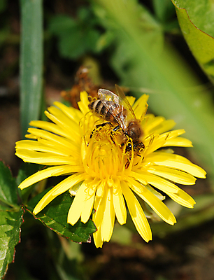 포토 JPG 해외이미지 주간 한마리 자연 사람없음 야외 아웃포커스 민들레 해외포토 자연요소 1 꽃 촬영기법 생태계 파일형식 이미지허브