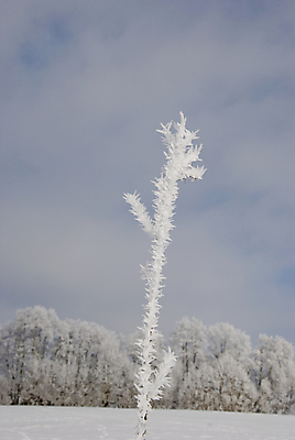 포토 JPG 해외이미지 나무 식물 백그라운드 크리스마스 겨울 자연 하늘 풍경 사람없음 백발 만족 서리 1월 2월 해외포토 헤어스타일 계절 기념일 감정 날짜 생태계 파일형식 이미지허브