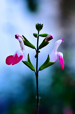 포토 JPG 해외이미지 식물 꽃 자연 사람없음 해외포토 생태계 파일형식 이미지허브