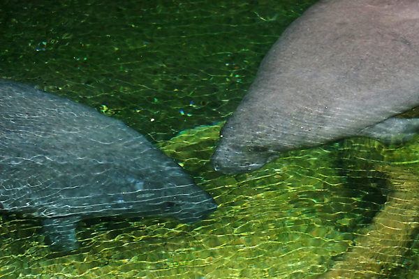 포토 JPG 해외이미지 동물 야생동물 바다 포유류 자연 사람없음 초록색 물 강 수중 수영 소 부드러움 멸종 플로리다 해외포토 자연요소 컬러 미국 수상스포츠 감각 생태계 파일형식 이미지허브
