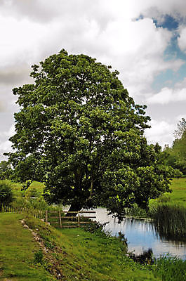 포토 JPG 해외이미지 나무 하늘 영국 잉글랜드 사람없음 물 강 평화 침묵 해외포토 자연요소 식물 유럽 컨셉 소리 파일형식 이미지허브