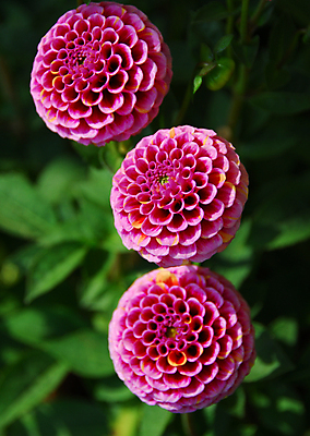 포토 JPG 해외이미지 식물 계절 꽃잎 꽃 분홍색 백그라운드 꽃무늬 자연 사람없음 장식 뷰티 정원 봄 벚꽃 개화 그늘 고립 해외포토 컬러 무늬 생태계 파일형식 이미지허브