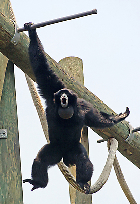 포토 JPG 해외이미지 동물 돈 프레임 털 사람없음 목재 활발 그네 유인원 침팬지 해외포토 나무 컨셉 재료 포유류 재산 파일형식 이미지허브