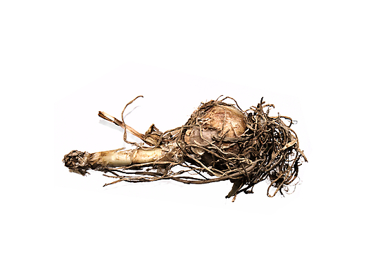 포토 JPG 해외이미지 식물 꽃 전구 자연 사람없음 정원 흰색 원예 화단 고립 해외포토 컬러 취미 생태계 파일형식 이미지허브