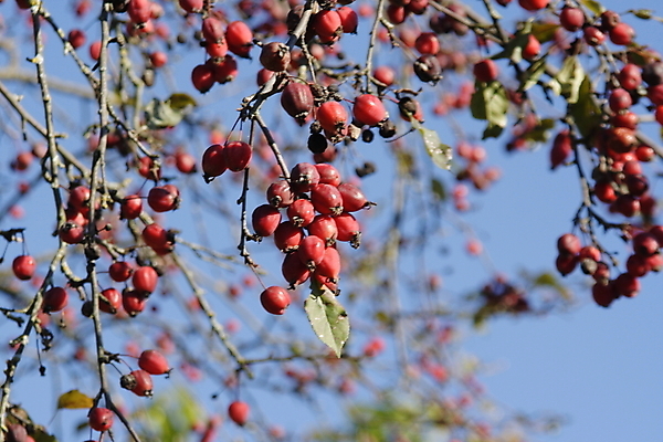 포토 JPG 해외이미지 나무 식물 계절 열매 줄기 겨울 과일 자연 하늘 날씨 씨앗 사람없음 야외 빨간색 파란색 뷰티 정원 냉동 얼음 추위 흰색 나뭇가지 눈송이 화려 닫기 숲 다발 아래 서리 재 해외포토 자연요소 컬러 컨셉 모션 눈_날씨 방향 생태계 위치 파일형식 이미지허브