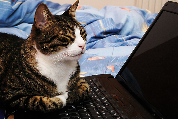 포토 JPG 해외이미지 동물 비즈니스 휴식 노동자 피곤 사람없음 노트북 사무실 고양이 기댐 힘 잠 집중 낮잠 단절 해외포토 직업 컨셉 포유류 모션 전자제품 반려동물 파일형식 이미지허브