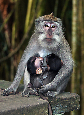 포토 JPG 해외이미지 동물 여자 야생동물 포유류 가족 엄마 동물원 앉기 사람없음 원숭이 아기 신생아 그룹 숲 유인원 돌봄 해외포토 관계 모션 사람 파일형식 이미지허브