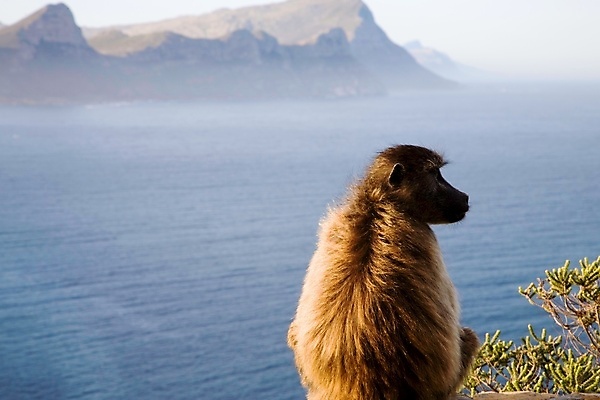 포토 JPG 해외이미지 동물 야생동물 바다 포유류 자연 휴식 털 앉기 사람없음 갈색 원숭이 보호 망토 사파리 보안 남아프리카 해외포토 컬러 컨셉 모션 아프리카 안전 생태계 파일형식 이미지허브