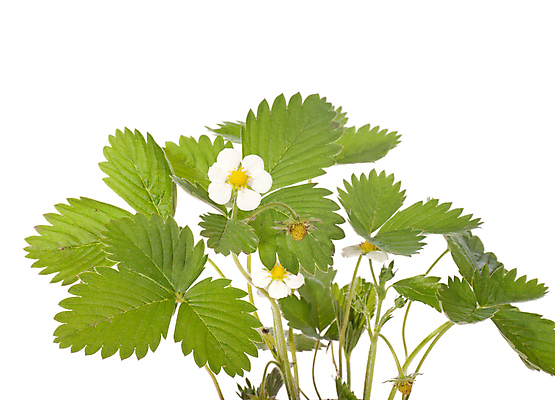 포토 JPG 해외이미지 식물 열매 꽃 백그라운드 잎 과일 자연 딸기 건강 사람없음 초록색 머리 침묵 벚꽃 흰색 나뭇가지 신선 달콤 다발 상쾌 유기농 비타민 고립 숙성 채식주의자 해외포토 나무 웰빙 감정 컬러 신체부위 소리 맛 생태계 채식 영양소 파일형식 이미지허브