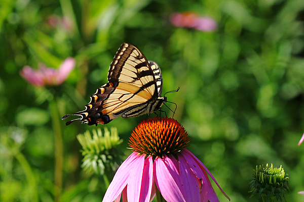 포토 JPG 해외이미지 식물 꽃 야생동물 포즈 나비 곤충 밭 날개 오렌지 모션 자연 안테나 사람없음 초록색 여름 파란색 컬러풀 뷰티 노란색 평화 정원 검은색 봄 벚꽃 흰색 호랑이 닫기 벌레 묘사 생물학 내추럴 무료 수유 해외포토 동물 계절 교육 컬러 컨셉 농업 과일 통신 포유류 생태계 파일형식 이미지허브