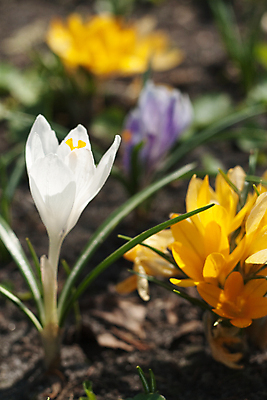 포토 JPG 해외이미지 꽃 지구 아침 사람없음 노란색 맑음 보라색 봄 흰색 침대 속도 해외포토 주간 식물 계절 컬러 가구 날씨 파일형식 이미지허브