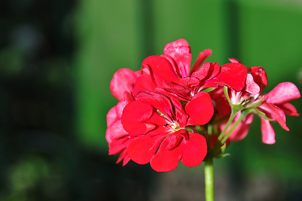 포토 JPG 해외이미지 식물 꽃 자연 사람없음 빨간색 제라늄 해외포토 컬러 생태계 파일형식 이미지허브