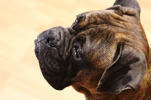 포토 JPG 해외이미지 동물 남자 경비 사람없음 반려동물 개 강아지 보호 경계 보안 해외포토 컨셉 포유류 안전 사람 파일형식 이미지허브