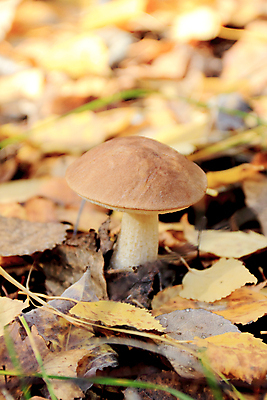 포토 JPG 해외이미지 주간 낙엽 자연 나뭇잎 근접촬영 사람없음 야외 버섯 숲속 해외포토 자연요소 뷰포인트 잎 숲 생태계 파일형식 이미지허브