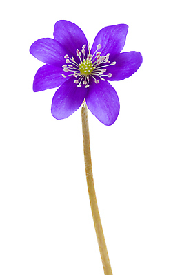 포토 JPG 해외이미지 식물 계절 꽃잎 꽃 줄기 백그라운드 꽃무늬 자연 사람없음 초록색 파란색 뷰티 보라색 봄 성장 벚꽃 흰색 작음 묘사 슛 꽃가루 내추럴 고립 꽃수술 노루귀 아네모네 영원 헌병 해외포토 컬러 무늬 군인 크기 가루 생태계 파일형식 이미지허브