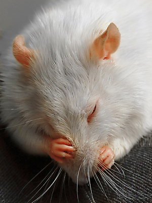 포토 JPG 해외이미지 동물 얼굴 밭 사람없음 흰색 쥐 설치류 작음 수줍음 핸드메이드 해외포토 감정 컬러 농업 신체부위 크기 파일형식 이미지허브