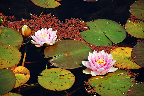 포토 JPG 해외이미지 식물 꽃잎 꽃 분홍색 꽃무늬 자연 사람없음 정원 봄 벚꽃 연못 개화 해외포토 계절 컬러 무늬 생태계 파일형식 이미지허브