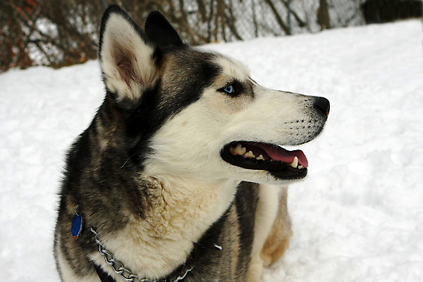 포토 JPG 해외이미지 동물 1 응시 얼굴 겨울 밭 신체 포유류 자연 털 사람없음 파란색 반려동물 뷰티 머리 회색 코트 흰색 입 닫기 개 무서움 북극 순수 코 러시아 사냥개 귀 송곳니 기르기 시베리아 유래 해외포토 시선 계절 감정 유럽 컬러 컨셉 농업 모션 신체부위 외투 치아 극지방 생태계 돌봄 파일형식 이미지허브