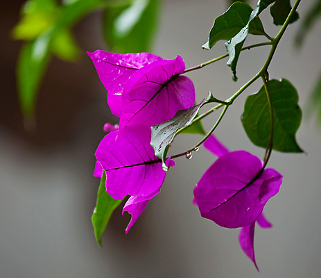 포토 JPG 해외이미지 식물 꽃 잎 아프리카 자연 사람없음 초록색 보라색 케냐 해외포토 나라 컬러 생태계 파일형식 이미지허브