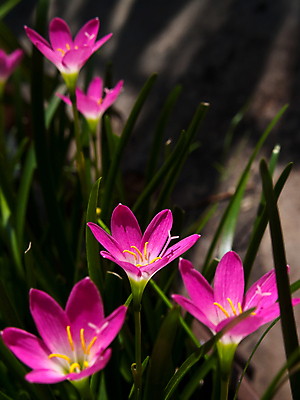 포토 JPG 해외이미지 식물 계절 꽃잎 꽃 분홍색 잎 꽃무늬 자연 요정 사람없음 초록색 정원 벚꽃 개화 우아함 닫기 꽃가루 내추럴 꽃수술 파스텔톤 해외포토 컬러 컨셉 무늬 모션 가루 생태계 파일형식 이미지허브