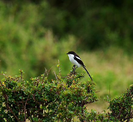 포토 JPG 해외이미지 야생동물 여행 아프리카 자연 조류 휴가 사람없음 검은색 흰색 사파리 케냐 해외포토 동물 나라 컬러 생태계 파일형식 이미지허브