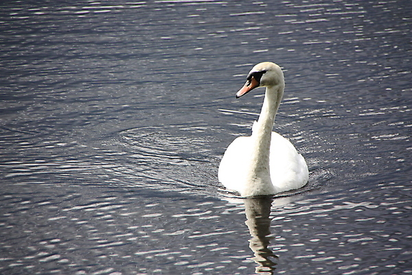 포토 JPG 해외이미지 동물 물결 파도 자연 조류 풍경 사람없음 물 머리 평화 화목 흰색 신선 깃털 부리 장면 계산서 해외포토 자연요소 바다 컬러 컨셉 신체부위 생태계 파일형식 이미지허브