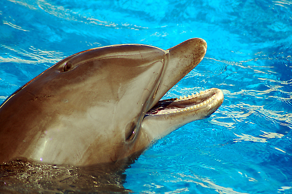 포토 JPG 해외이미지 동물 음식 바다 건강 육류 어류 사람없음 물 컬러풀 머리 수영 회색 연못 해산물 돌고래 물고기자리 고립 이국적 해외포토 자연요소 컬러 식재료 포유류 신체부위 수중동물 별자리 수상스포츠 파일형식 이미지허브