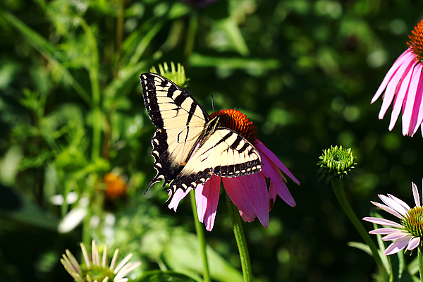 포토 JPG 해외이미지 식물 꽃 야생동물 포즈 나비 곤충 밭 날개 오렌지 모션 자연 안테나 사람없음 초록색 여름 파란색 컬러풀 뷰티 노란색 평화 정원 검은색 봄 벚꽃 흰색 호랑이 닫기 벌레 묘사 생물학 내추럴 무료 수유 해외포토 동물 계절 교육 컬러 컨셉 농업 과일 통신 포유류 생태계 파일형식 이미지허브