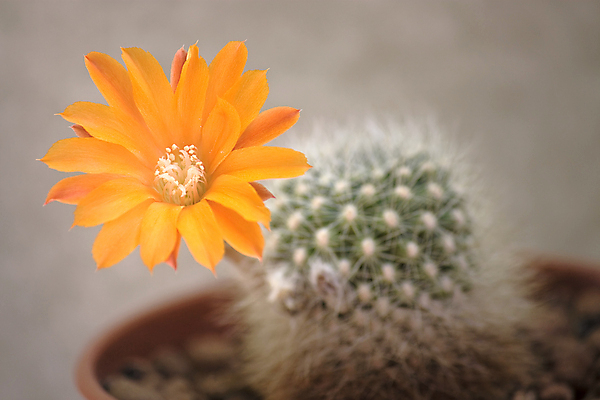 포토 JPG 해외이미지 식물 꽃 자연 선인장 사람없음 초록색 개화 닫기 오브젝트 해외포토 컬러 모션 생태계 파일형식 이미지허브