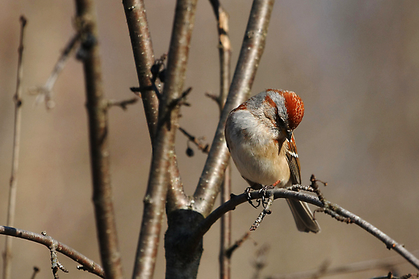 포토 JPG 해외이미지 나무 동물 1 남자 야생동물 잎 날개 노래 자연 조류 주택 앉기 사람없음 야외 초록색 뷰티 갈색 정원 검은색 흰색 나뭇가지 닫기 작음 깃털 꼬리 부리 참새 내추럴 동물상 해외포토 식물 음악 컬러 모션 사람 건물 조형물 크기 생태계 파일형식 이미지허브