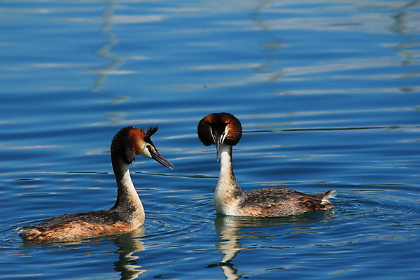 포토 JPG 해외이미지 주간 동물 커플 유럽 호수 오렌지 오리 풍경 사람없음 가로 물 갈색 사진촬영 수영 흰색 조작 지휘대 해외포토 자연요소 나라 컬러 과일 관계 조류 촬영 수상스포츠 파일형식 이미지허브