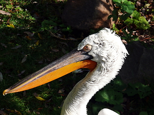 포토 JPG 해외이미지 동물 척추동물 야생동물 자연 조류 생물 동물원 사람없음 물 흰색 고독 펠리컨 깃털 슛 물새 고립 달마시안 모스크바 민물 해외포토 자연요소 감정 컬러 개 생태계 러시아 파일형식 이미지허브