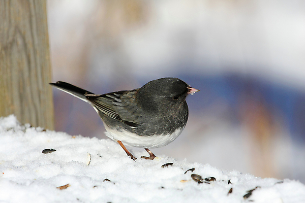 포토 JPG 해외이미지 나무 동물 야생동물 겨울 날개 노래 자연 조류 주택 앉기 사람없음 야외 초록색 파란색 울타리 세계 갈색 어둠 추위 나뭇가지 작음 깃털 부리 통나무 치수 참새 동물상 옛날 해외포토 식물 계절 음악 컬러 모션 건물 담장 조형물 크기 생태계 파일형식 이미지허브