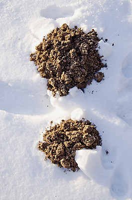 포토 JPG 해외이미지 동물 계절 지구 백그라운드 겨울 패턴 밭 농업 자연 추상 새로움 사람없음 야외 갈색 마을 환경 정원 얼음 추위 흰색 신선 12월 발굴 묘사 언덕 유기농 질감 서리 먼지 내추럴 그런지 두더지 땅바닥 눈내림 해외포토 자연요소 웰빙 산업 컬러 컨셉 무늬 바닥 눈_날씨 날짜 생태계 파일형식 이미지허브