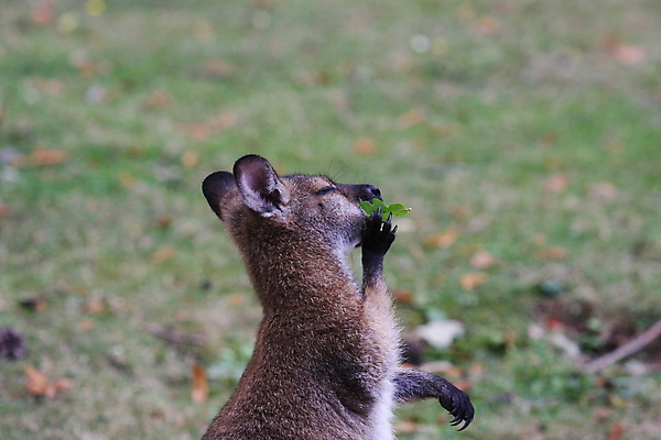 포토 JPG 해외이미지 동물 응시 공원 야생동물 어린이 포유류 자연 엄마 서기 사람없음 야외 갈색 흰색 아기 황무지 호주 꼬리 캥거루 노려봄 돌봄 파우치 해외포토 시선 공공시설 컬러 가방 가족 모션 표정 사람 오세아니아 생태계 파일형식 이미지허브