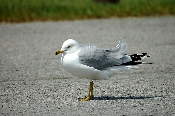포토 JPG 해외이미지 동물 야생동물 자연 갈매기 조류 바람 성인 사람없음 깃털 동물상 해외포토 자연요소 날씨 사람 조형물 생태계 파일형식 이미지허브