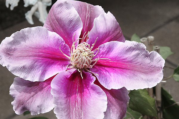 포토 JPG 해외이미지 식물 꽃잎 꽃 분홍색 백그라운드 잎 꽃무늬 자연 사람없음 야외 초록색 파란색 빛 뷰티 노란색 정원 보라색 봄 성장 벚꽃 흰색 신선 우아함 순수 싱글 원예 꽃가루 라벤더 잡종 내추럴 고립 광합성 꽃수술 해외포토 계절 컬러 컨셉 무늬 취미 가루 허브 생태계 파일형식 이미지허브