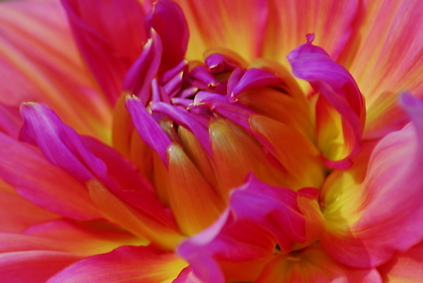 포토 JPG 해외이미지 식물 꽃잎 꽃 분홍색 꽃무늬 자연 사람없음 장식 컬러풀 노란색 봄 그늘 달리아 원예 고립 해외포토 계절 컬러 무늬 취미 생태계 파일형식 이미지허브