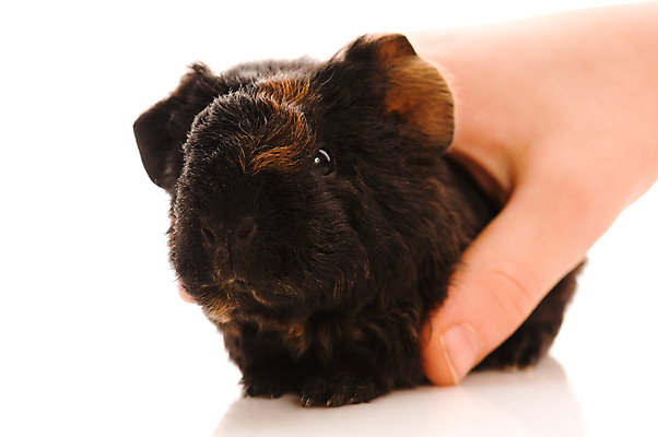 포토 JPG 해외이미지 한마리 손 신체부위 검은색 기니피그 쓰다듬기 해외포토 1 컬러 포유류 모션 사람 파일형식 이미지허브