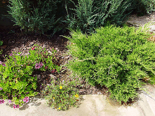 포토 JPG 해외이미지 나무 식물 외관 꽃 잎 벽돌 풍경 사람없음 야외 장식 초록색 여름 컬러풀 햇빛 태양 뷰티 노란색 정원 맑음 활발 성장 소나무 먼지 부드러움 상록수 땅바닥 영원 향나무 해외포토 자연요소 계절 컬러 컨셉 날씨 바닥 감각 파일형식 이미지허브