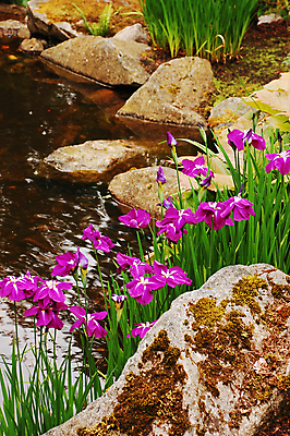포토 JPG 해외이미지 식물 꽃잎 꽃 꽃무늬 자연 사람없음 정원 보라색 봄 성장 연못 개화 붓꽃 해외포토 계절 컬러 무늬 생태계 파일형식 이미지허브