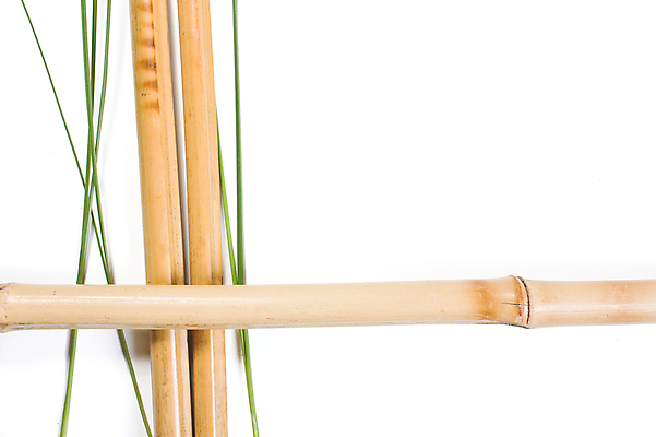 포토 JPG 해외이미지 나무 식물 백그라운드 건조 사람없음 흰색 나뭇가지 막대기 관목 대나무 질감 고립 해외포토 컬러 파일형식 이미지허브