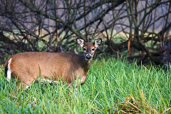 포토 JPG 해외이미지 나무 동물 계절 공원 야생동물 밭 포유류 자연 휴식 뿔 초원 사람없음 야외 갈색 머리 쌓기 달러 흰색 나뭇가지 시골 숲 방목 바퀴자국 싱글 꼬리 사냥 귀 내추럴 동물상 아기사슴 암사슴 해외포토 식물 공공시설 새끼 컬러 컨셉 돈 농업 자국 모션 사슴 신체부위 조형물 축산업 암컷 생태계 파일형식 이미지허브