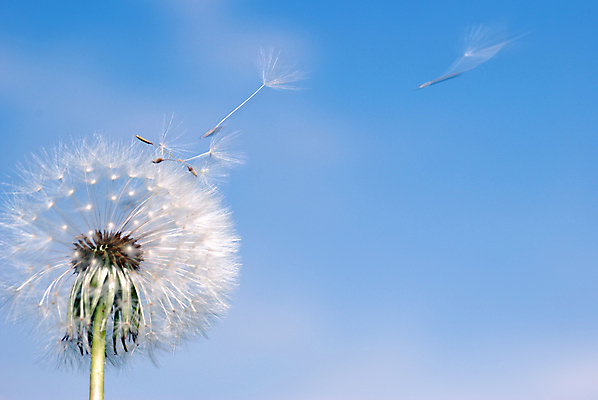 포토 JPG 해외이미지 주간 자연 하늘 날리기 바람 사람없음 야외 민들레 민들레홀씨 해외포토 자연요소 꽃 모션 날씨 생태계 파일형식 이미지허브